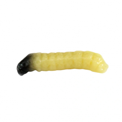 Revol Baits nástraha Caddis Larva 20mm příchuť krevetka, barva natural 10ks