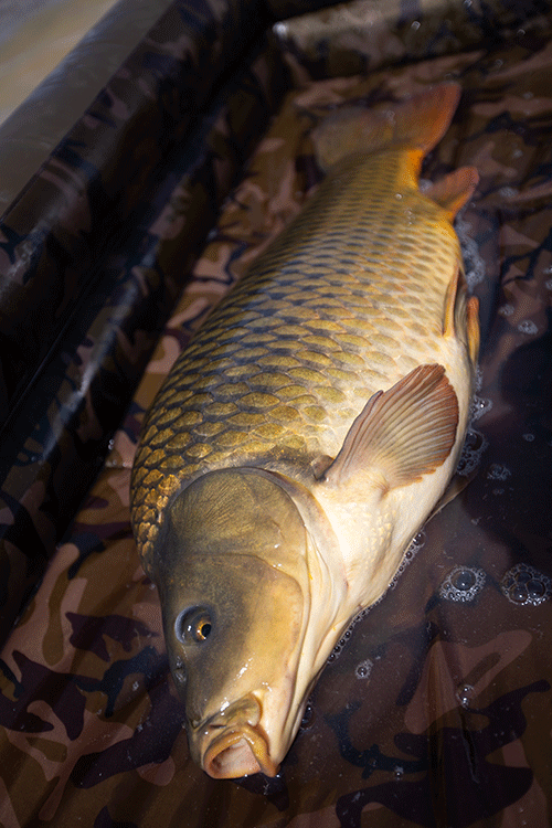 Fox Podložka Carpmaster Air Mat